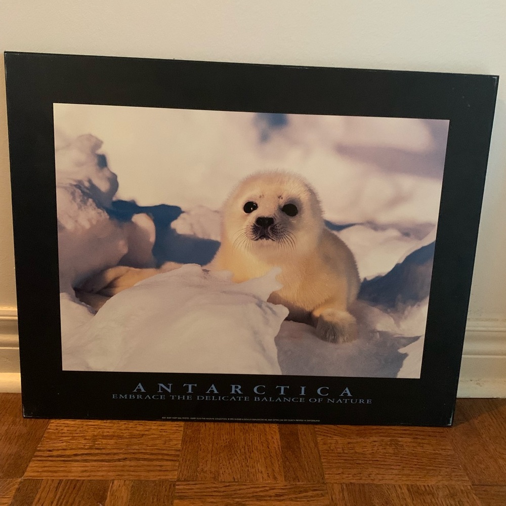 Antarctica Seal Picture Decor